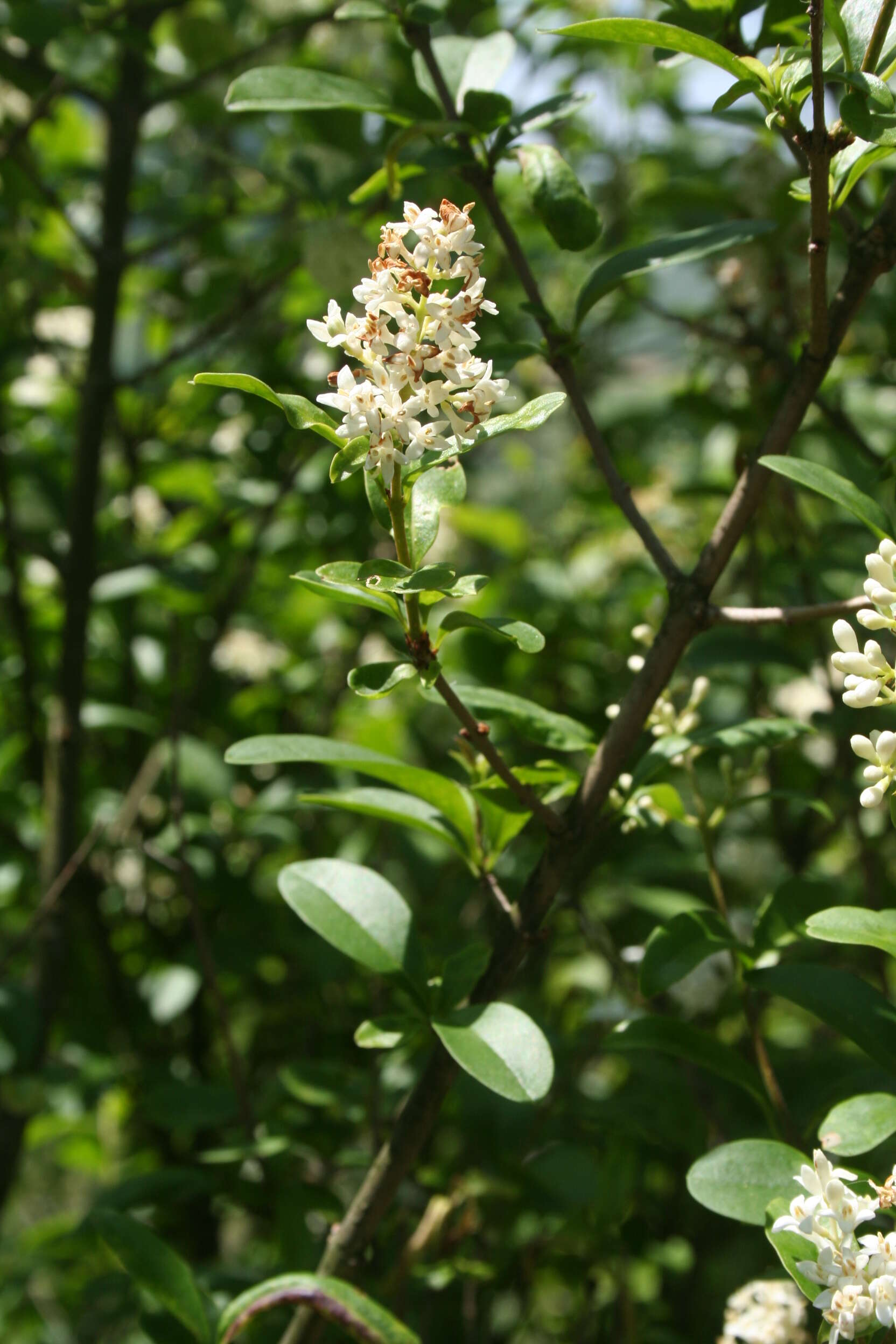 Image of European privet