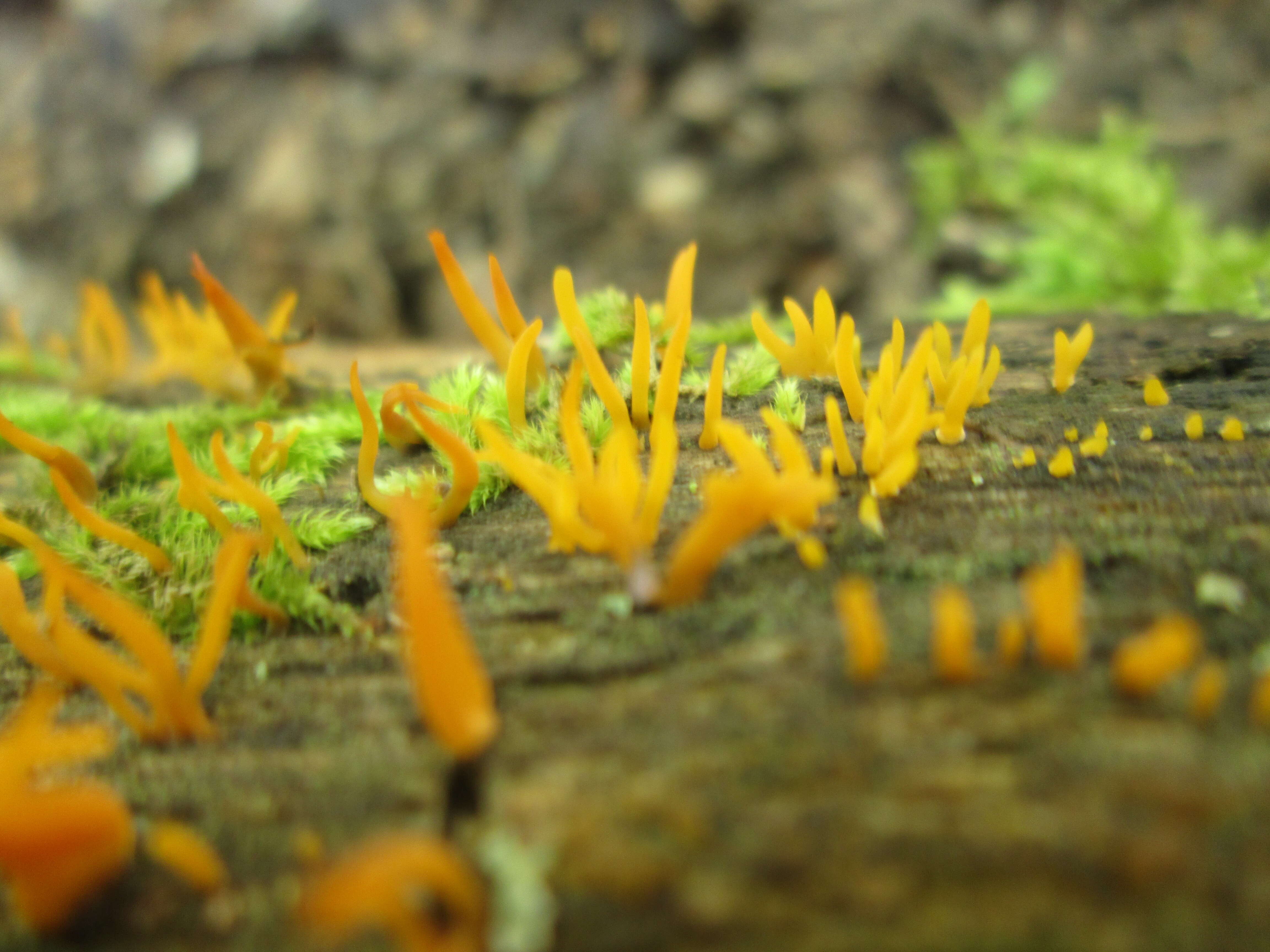 Image of Calocera cornea (Batsch) Fr. 1827