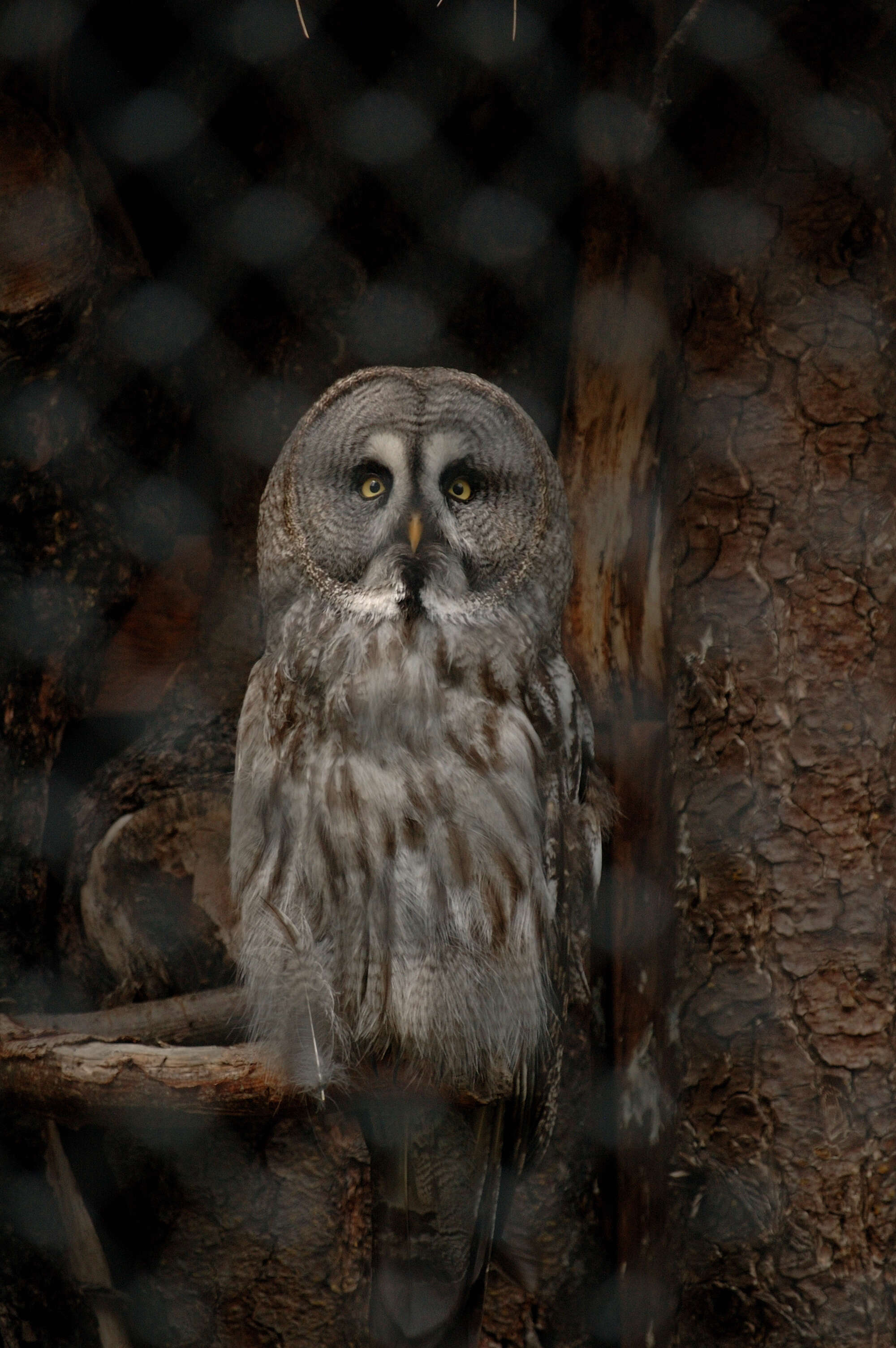 Image of Great Gray Owl