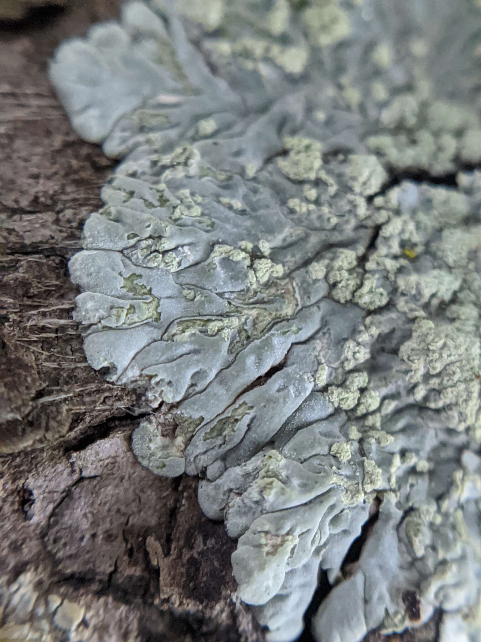 Image of diploicia lichen