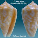 Conus sydneyensis G. B. Sowerby Iii 1887的圖片