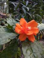 Image of Rose Cactus