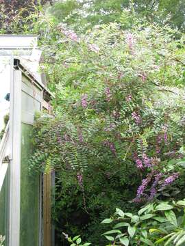 Imagem de Indigofera pendula Franch.