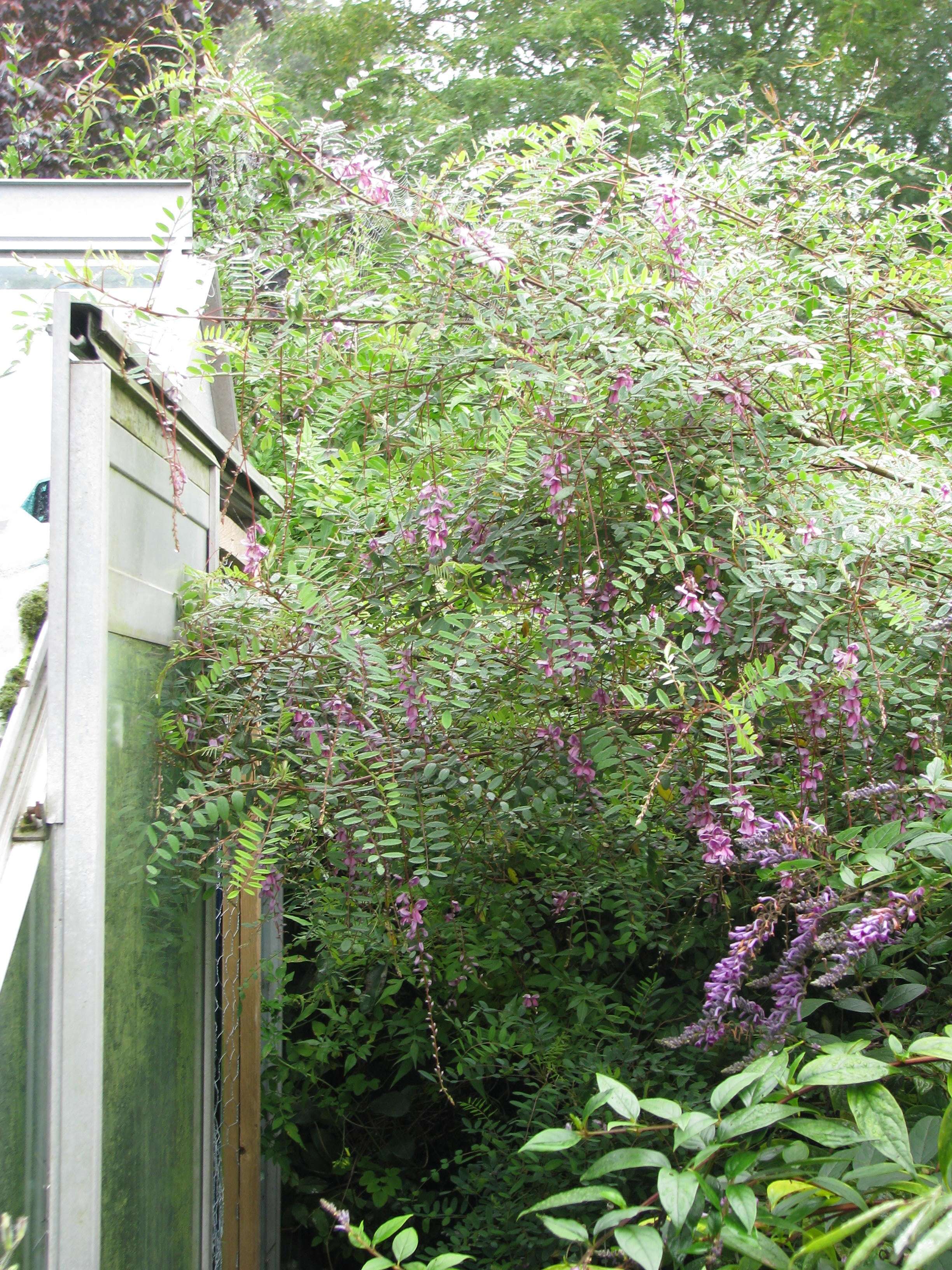 Image of Indigofera pendula Franch.