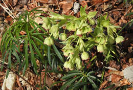 Image of Stinking Hellebore