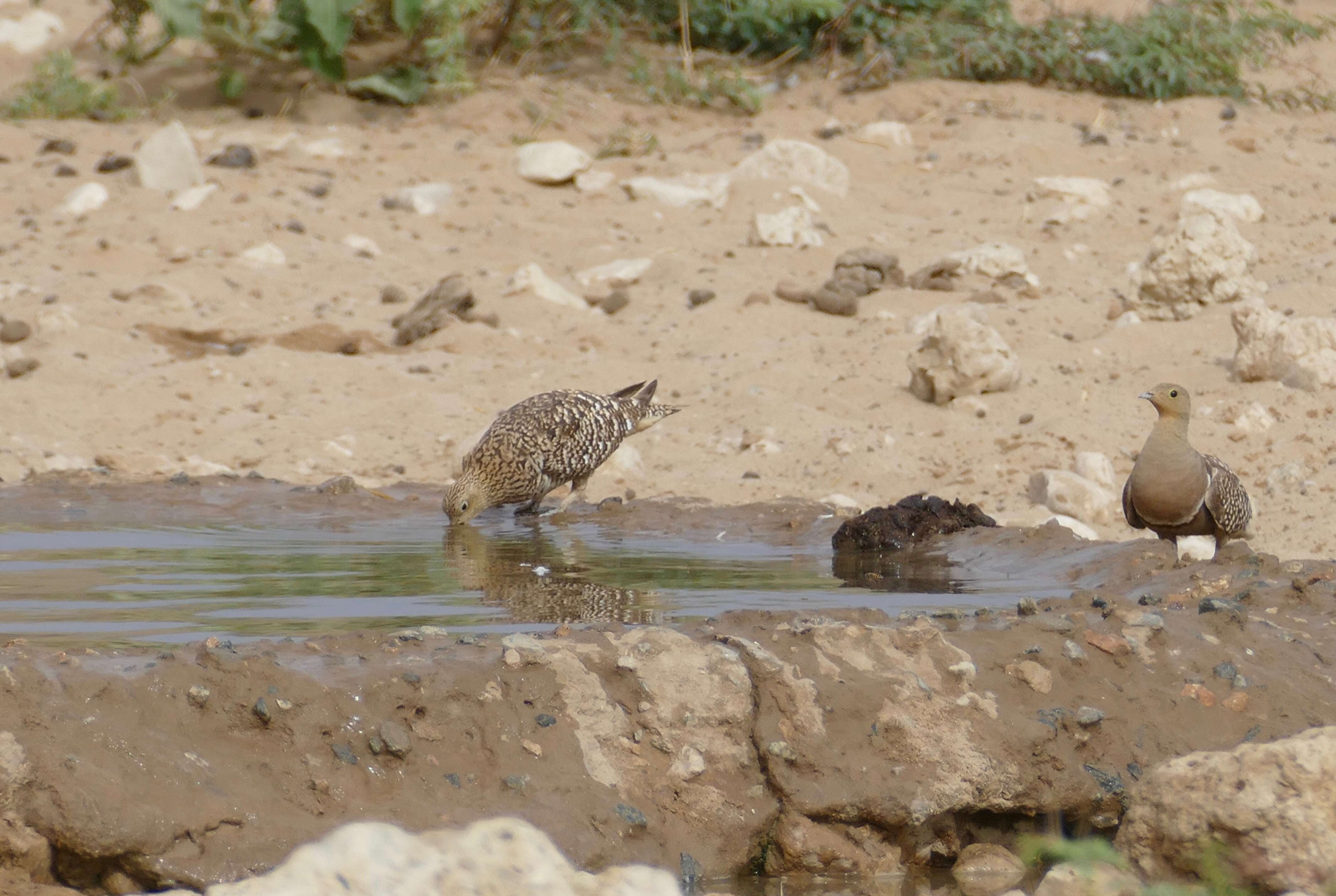 Image of Namaqua Sandgrouse