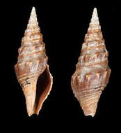 Image of Ptychobela opisthochetos Kilburn 1989