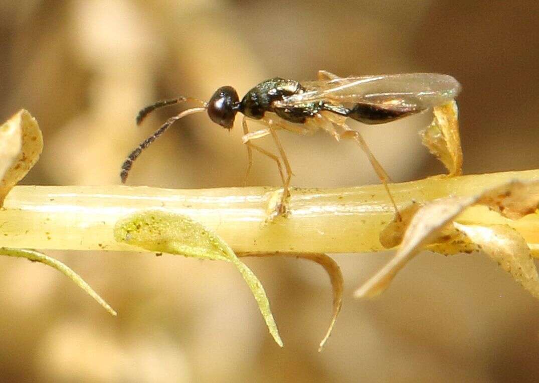 Слика од Hemiptarsenus