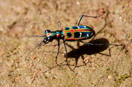 Image de Cicindela (Cosmodela) duponti Dejean 1826