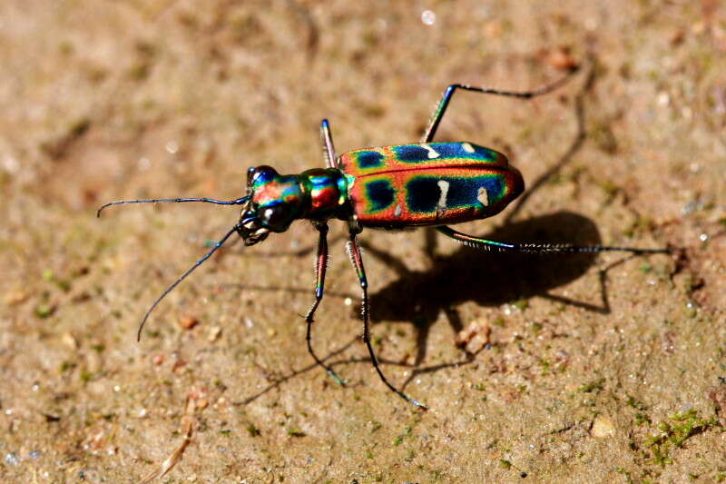 Image of Cicindela (Cosmodela) duponti Dejean 1826