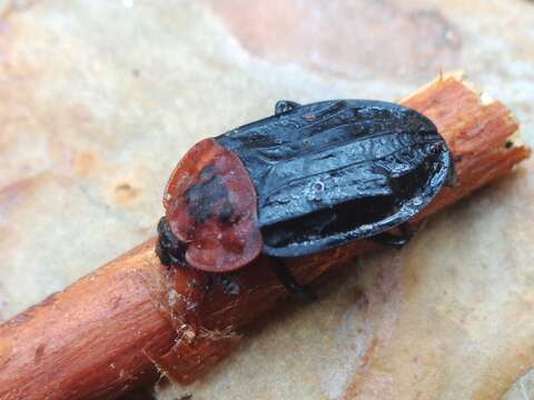 Image of Red-breasted Carrion Beetle