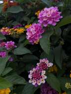 Image of lantana