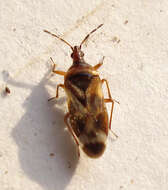 Image of <i>Anthocoris limbatus</i>