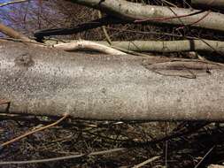 Image of Bird Cherry