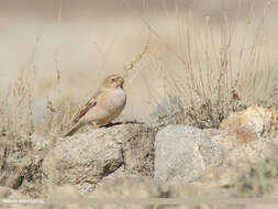 Image of Mongolian Finch