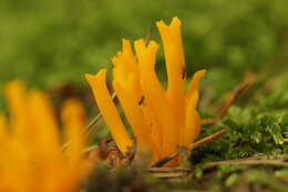 Imagem de Calocera viscosa (Pers.) Fr. 1821