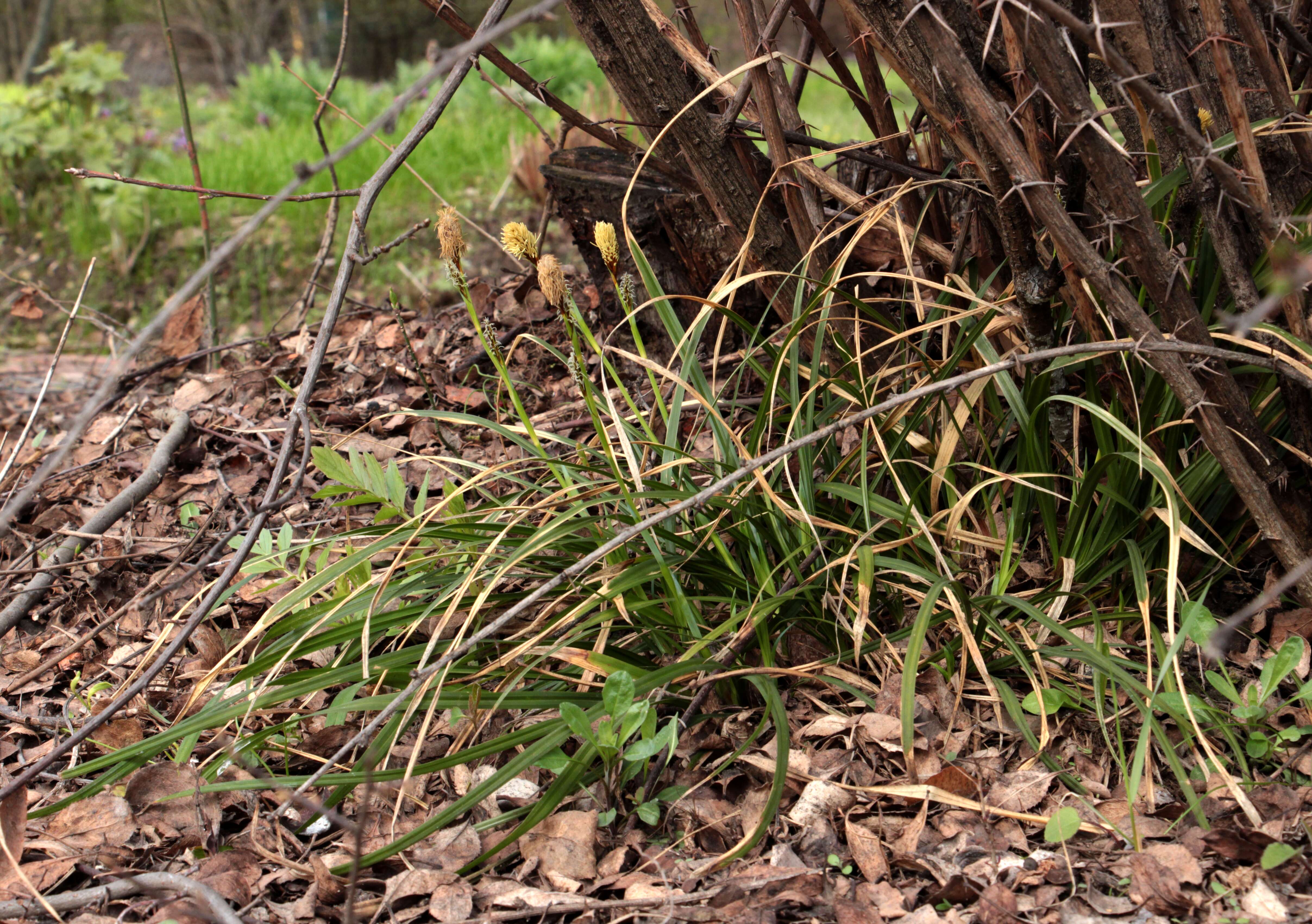 Carex brevicollis DC. resmi