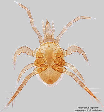 Image of Parasitellus