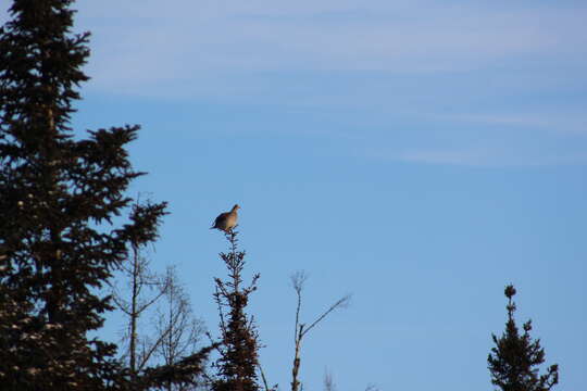 Image of Sharp-tailed Grouse