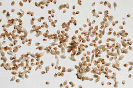 Image of mesa dropseed