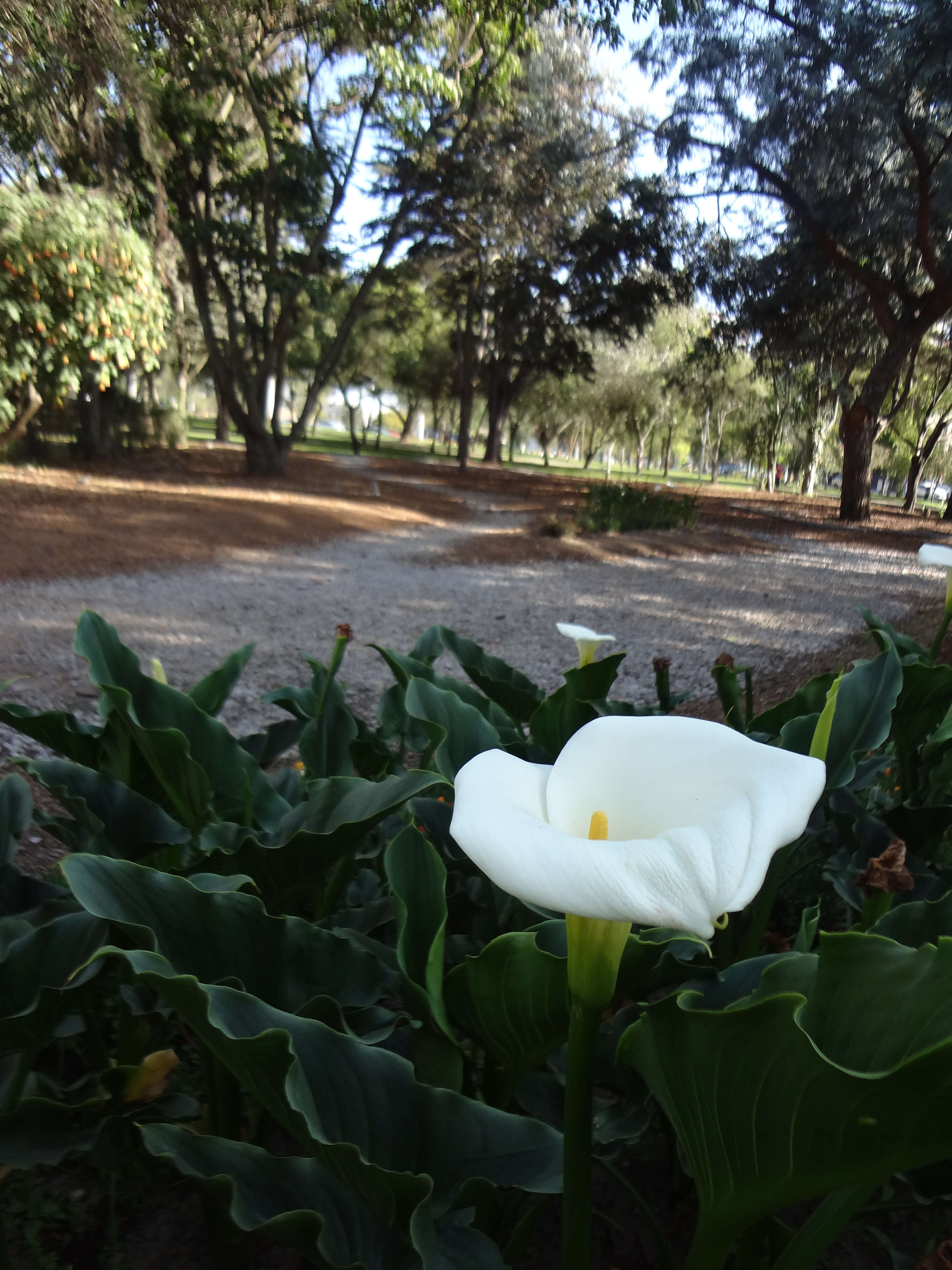 Image of Arum lily