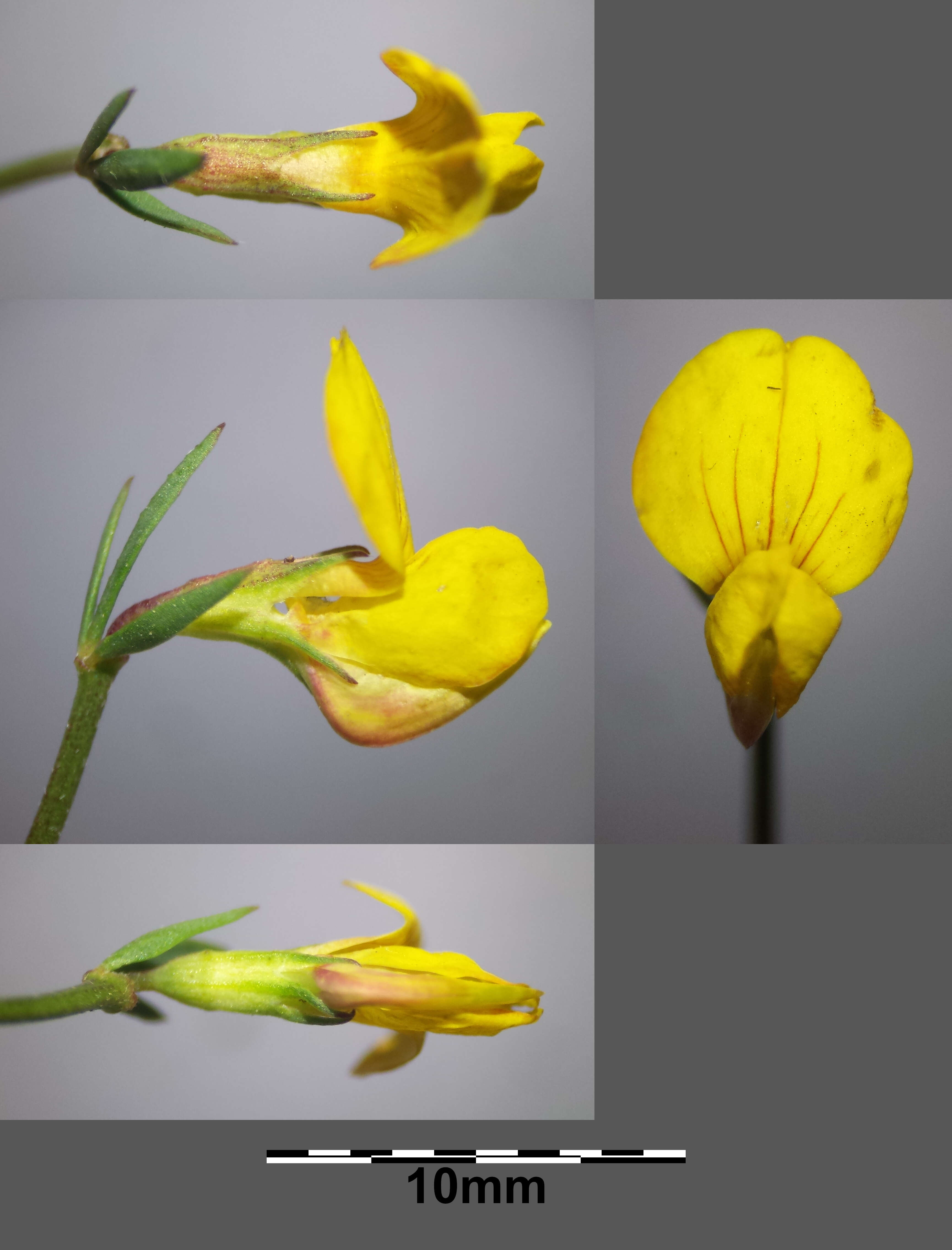 Image of Narrow-leaved Bird's-foot-trefoil