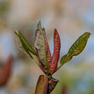 Image of Japanese Big Leaf Magnolia