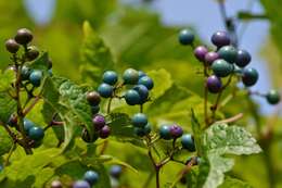 Image of Ampelopsis heterophylla var. vestita Rehd.