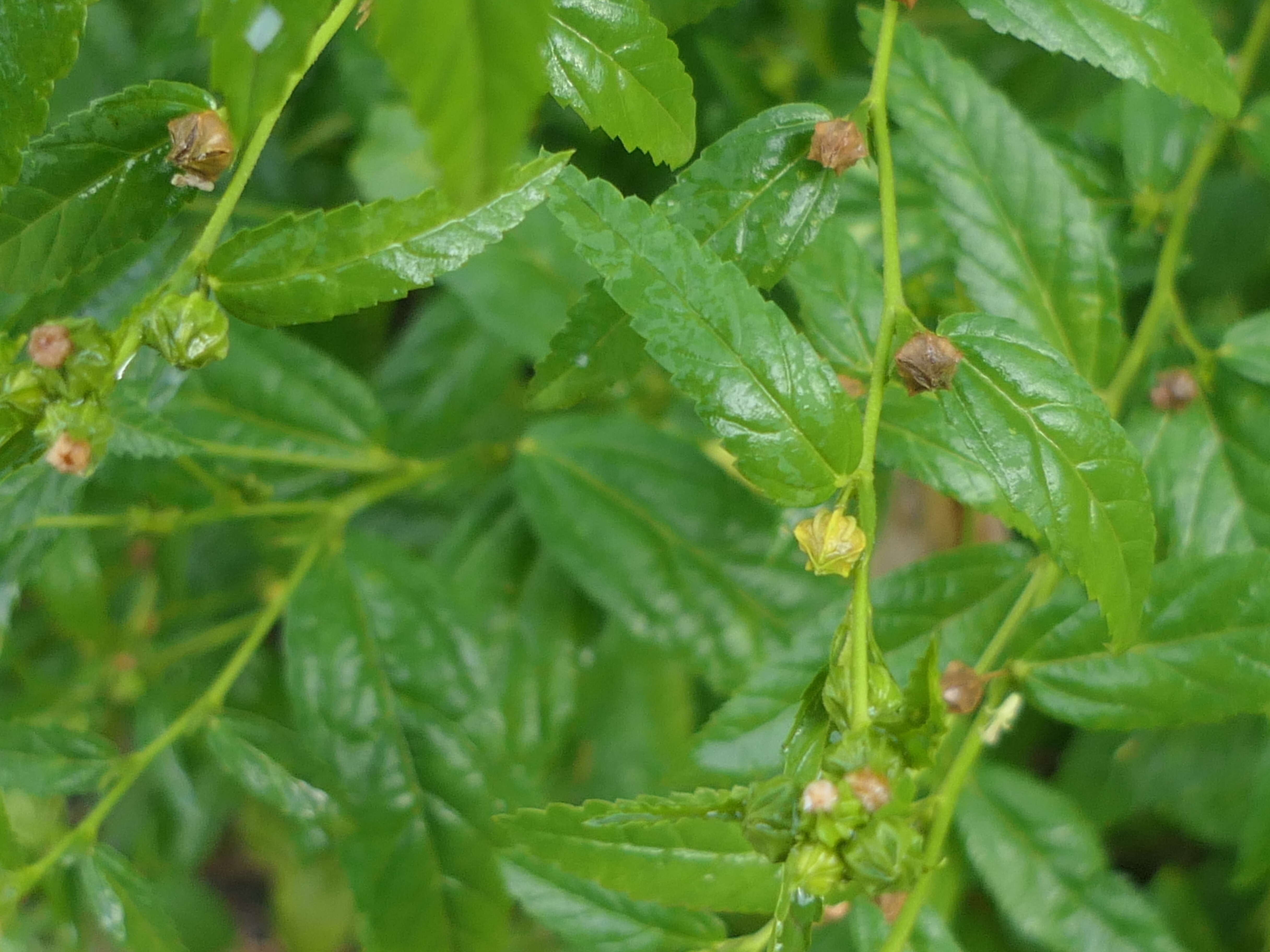 Image of common wireweed