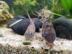 Image of peppered corydoras