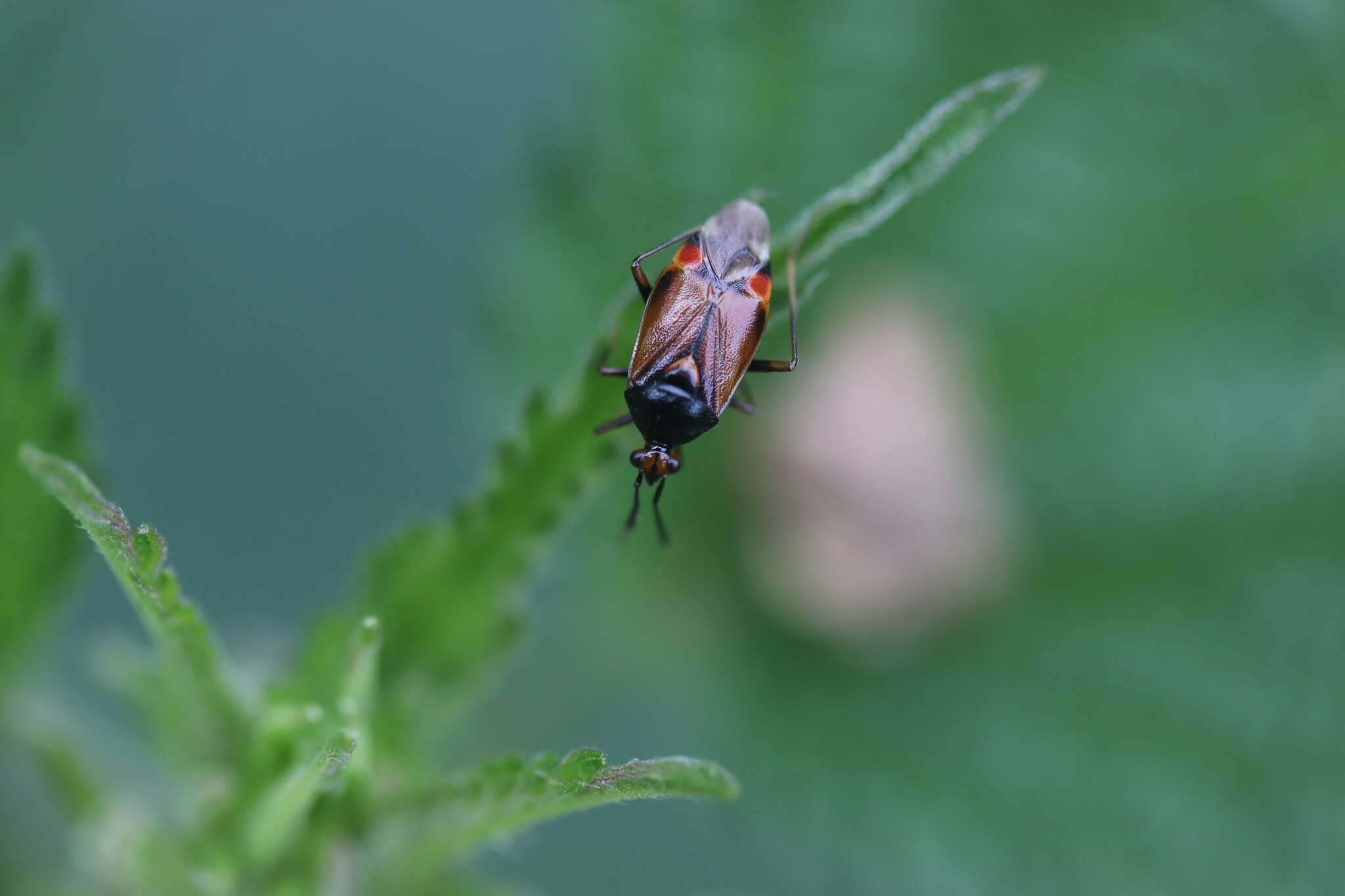 Image of red capsid bug