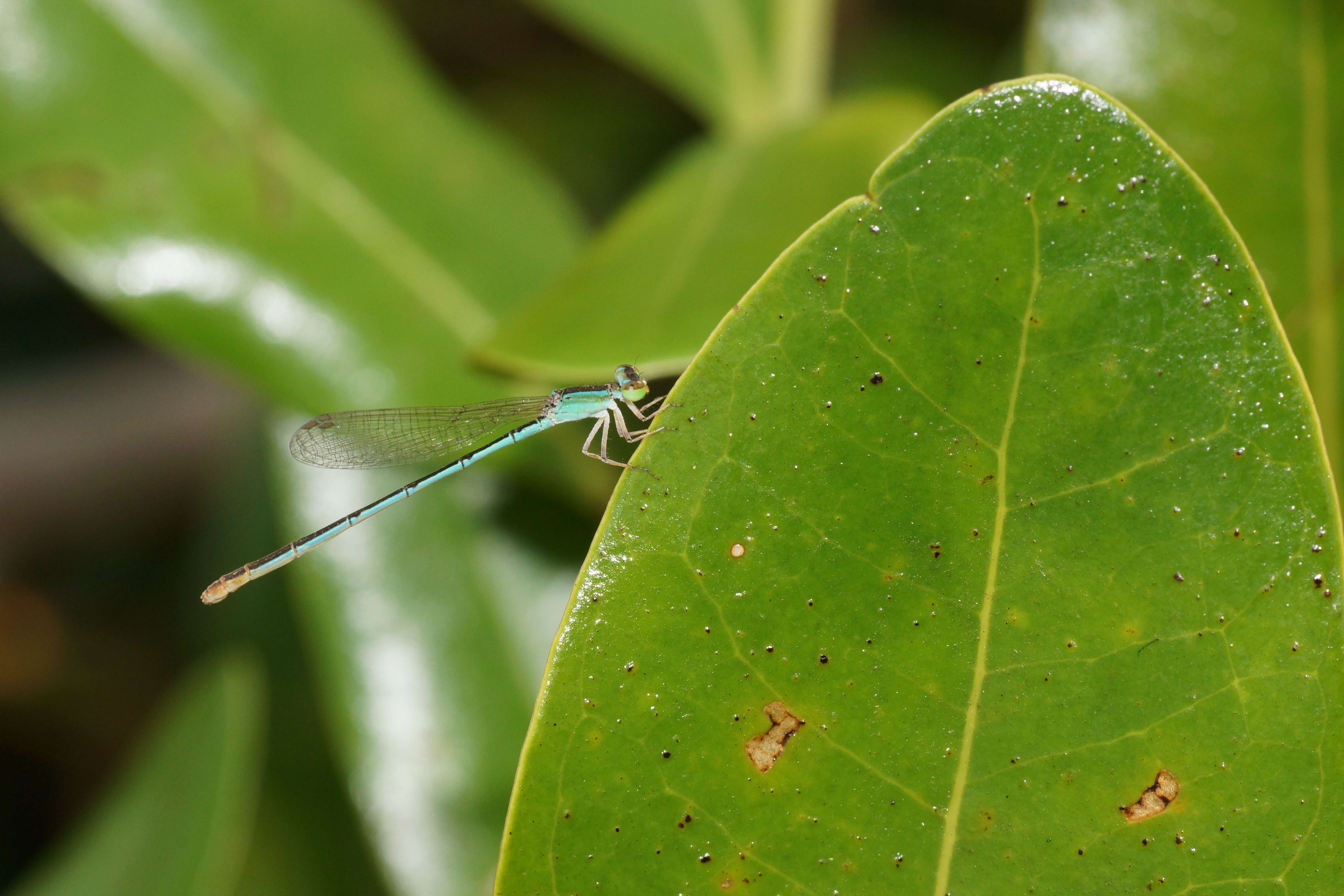 Imagem de Agriocnemis pygmaea (Rambur 1842)