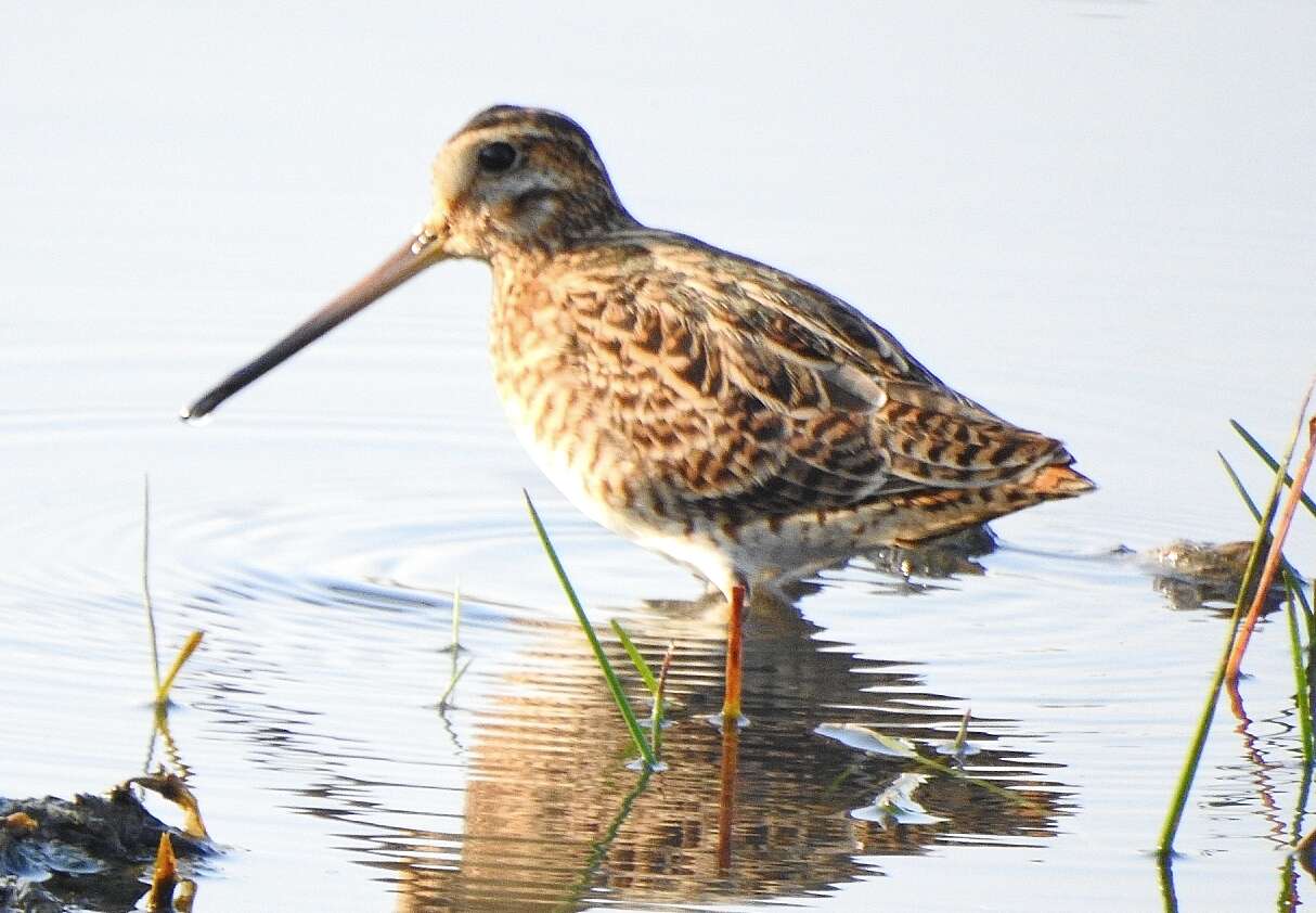 Image of Auckland Snipe