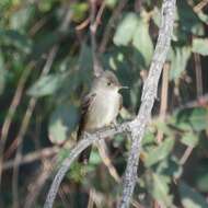 Image of Western Wood Pewee