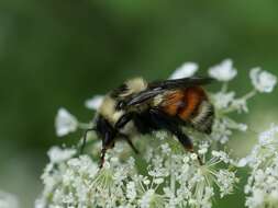 Image of Red-belted Bumble Bee