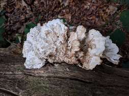 Image of Bracket Fungus