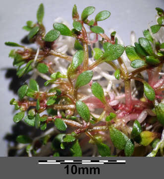 Image of eight-stamened waterwort