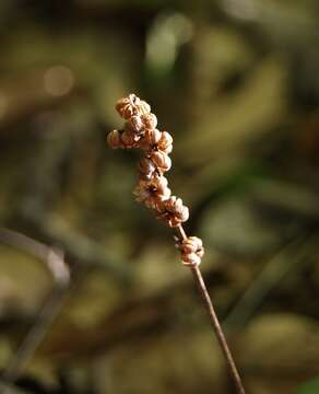 Image of common wintergreen