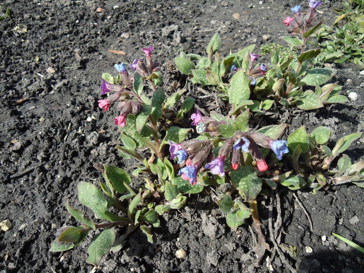 Image of Lungwort