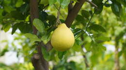 Image of Citrus maxima