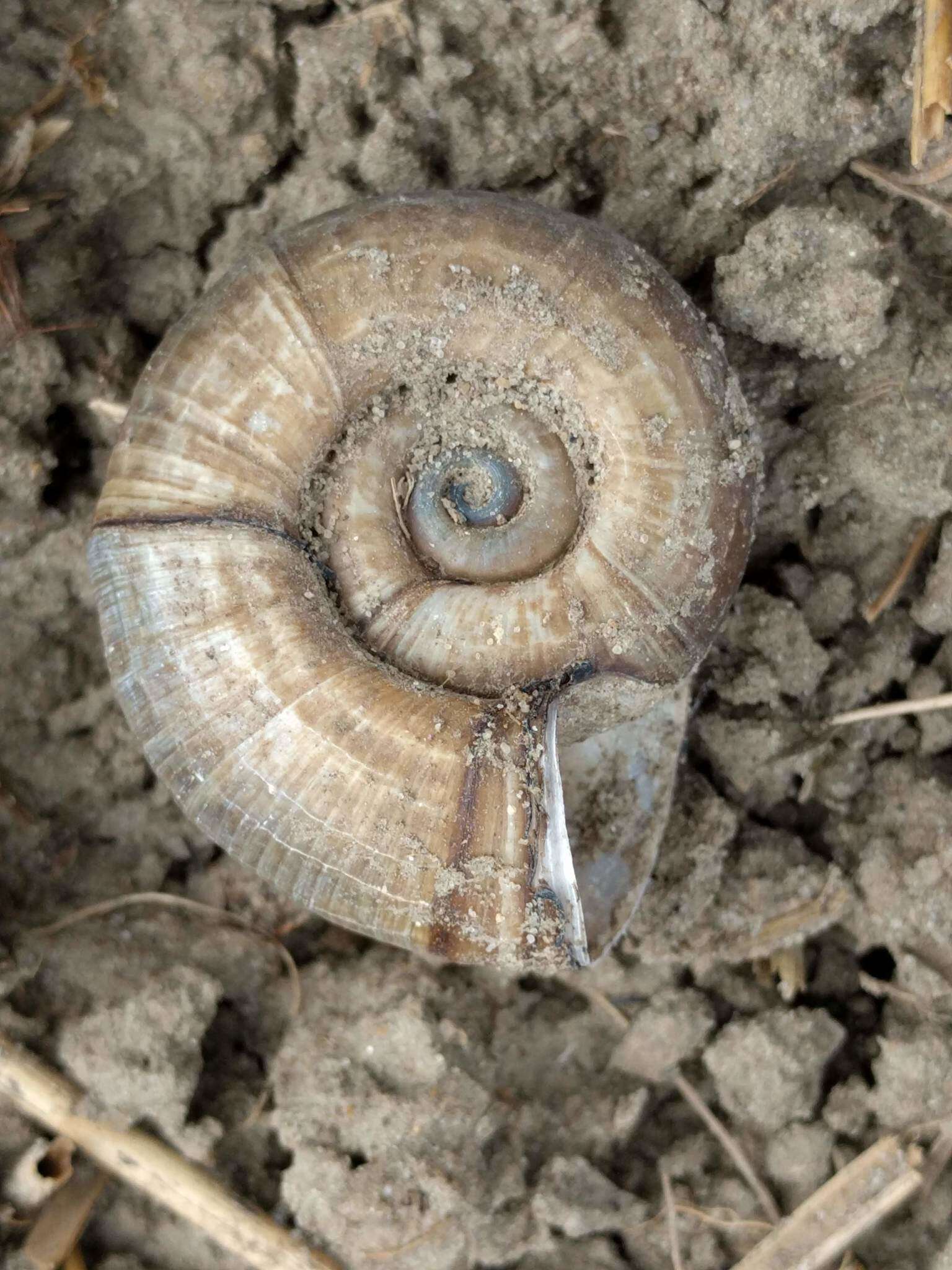 Image of Great Ram's Horn Snail