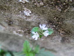 Image of herb of the cross