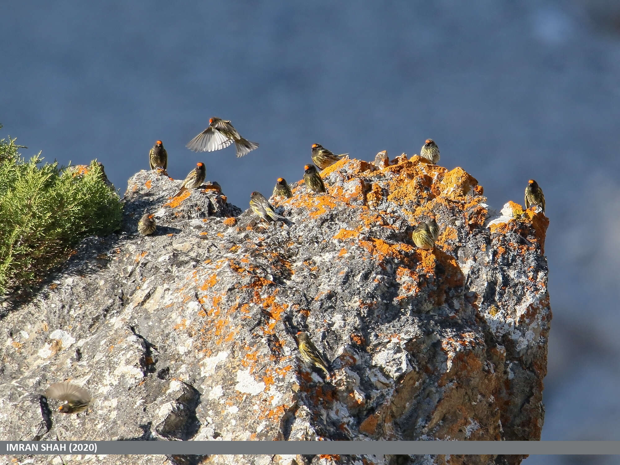 Image of Fire-fronted Serin