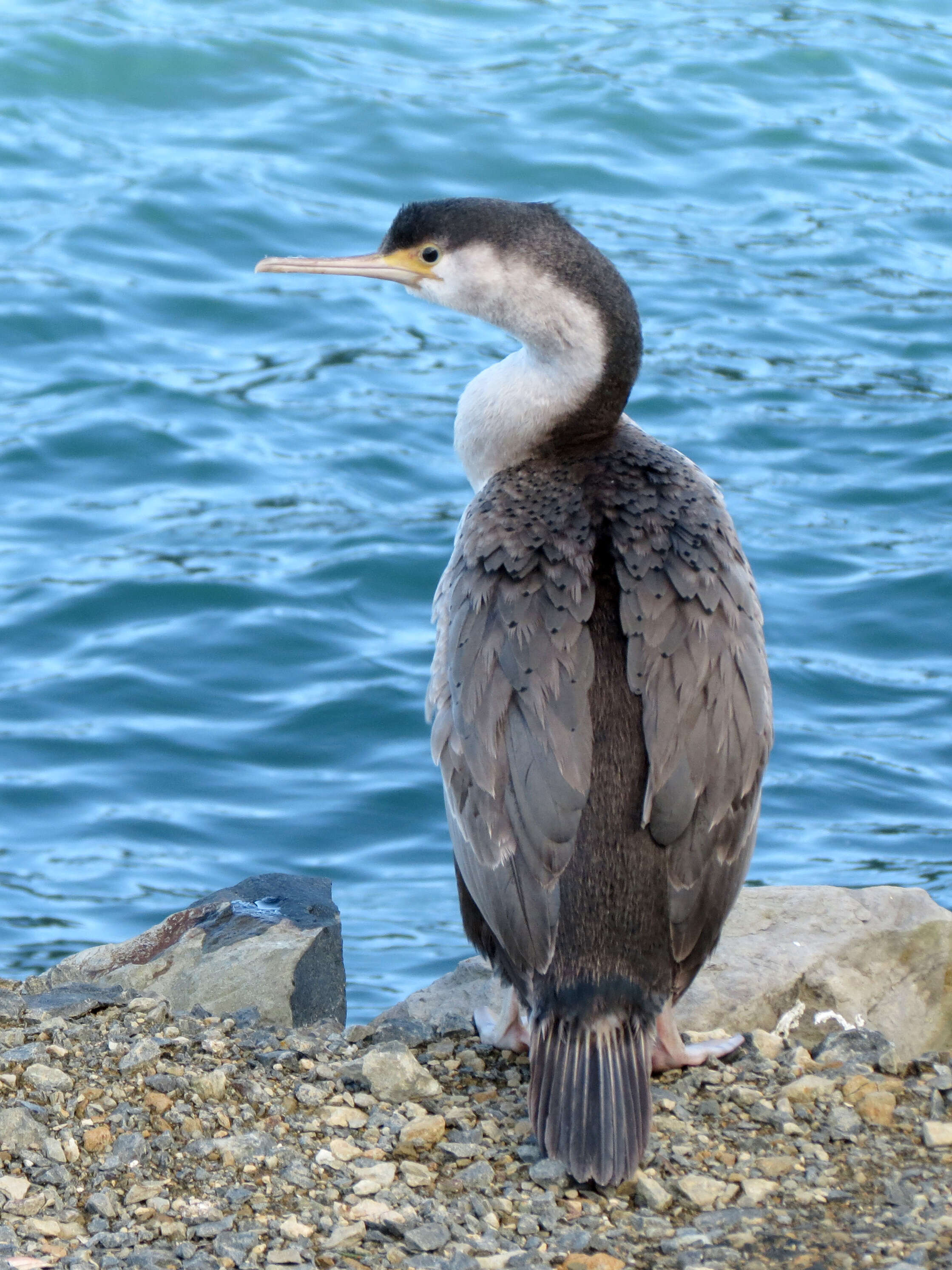 Image of Spotted Shag