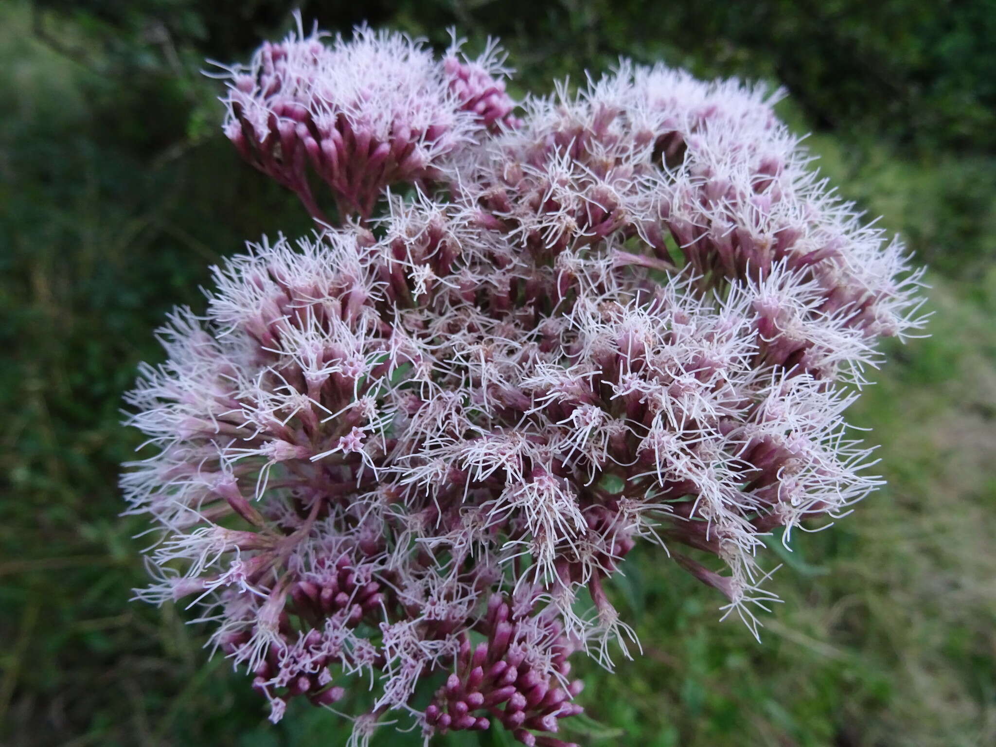 Image of hemp agrimony