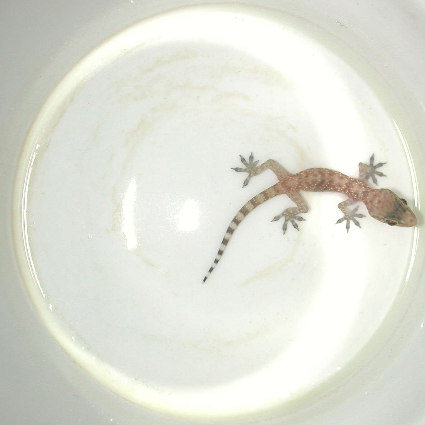 Image of geckos