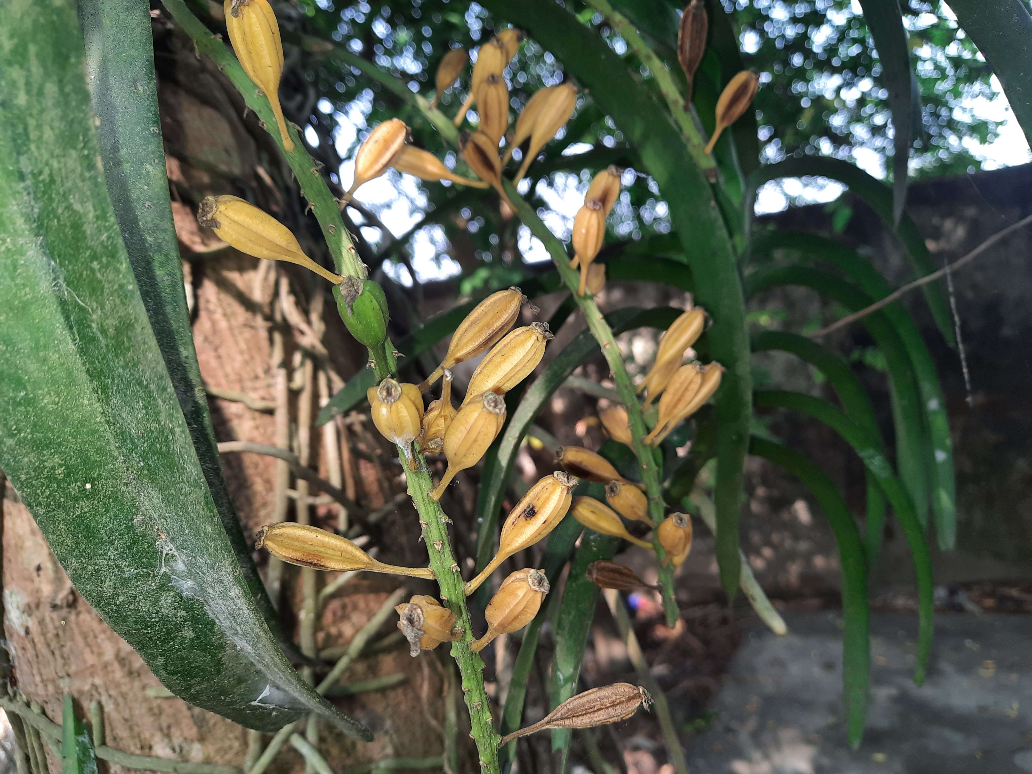 Imagem de Rhynchostylis retusa (L.) Blume