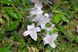 Image of River bells