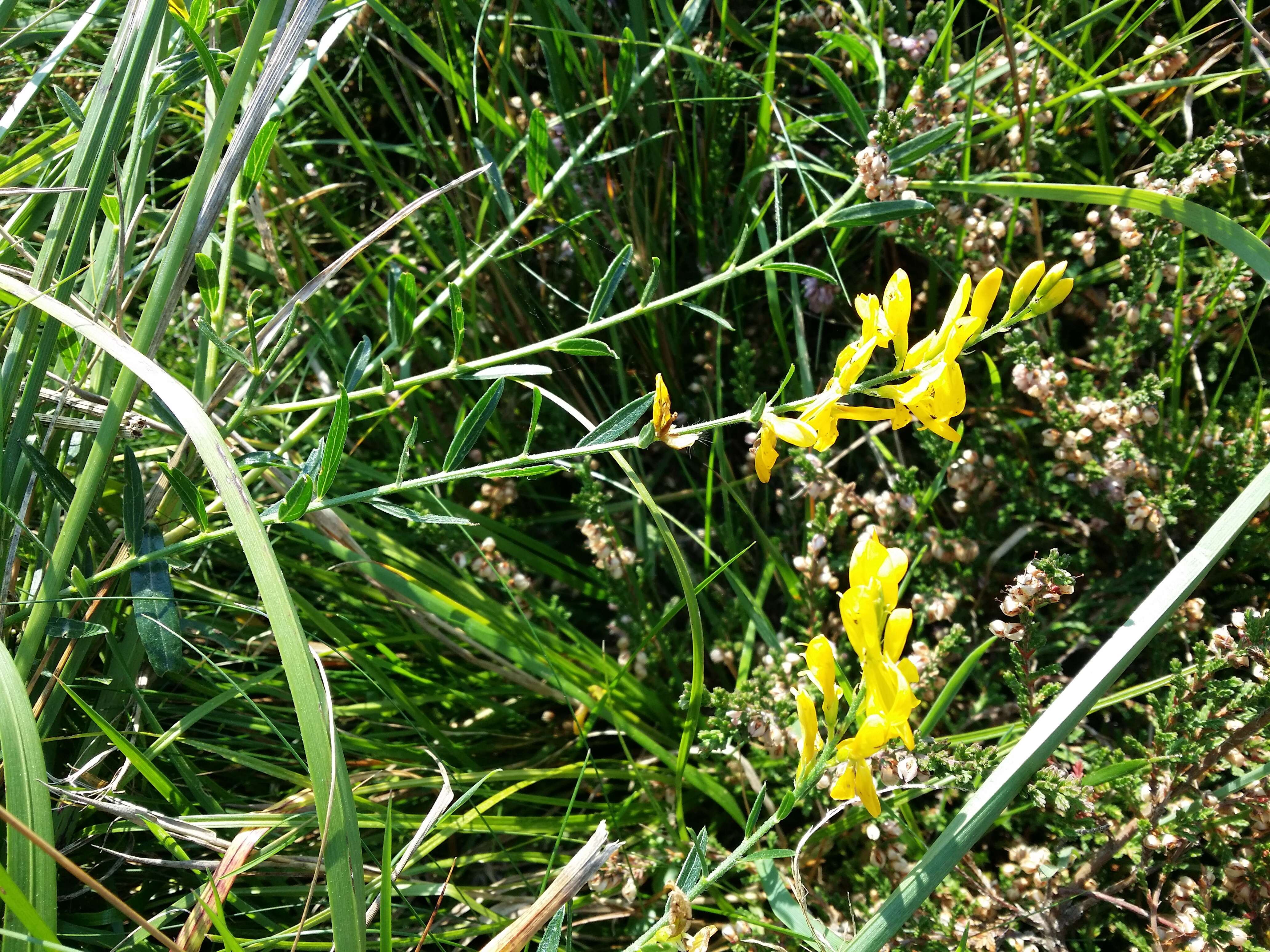 Imagem de Genista tinctoria L.