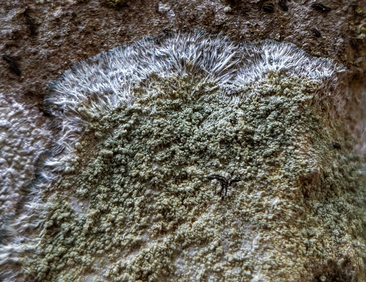 Image of Lecanora thysanophora